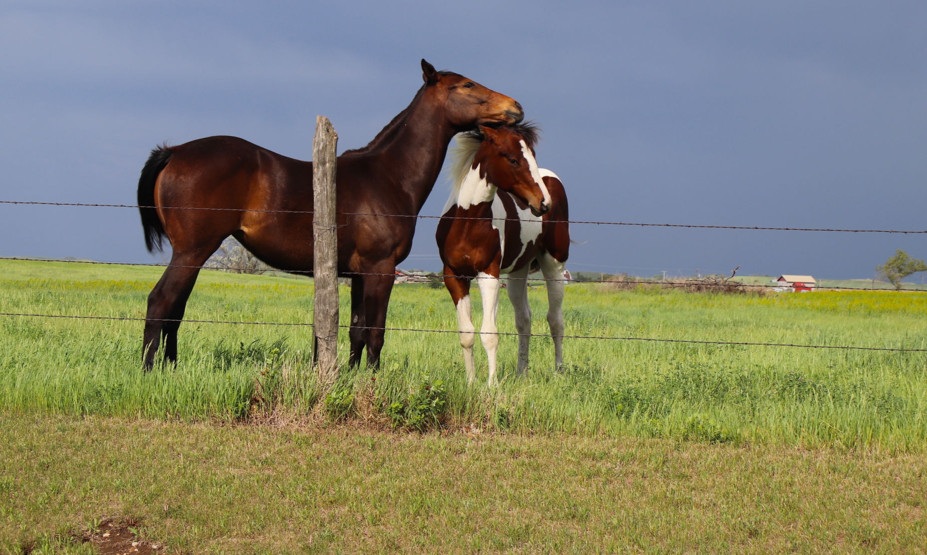 Horse Love